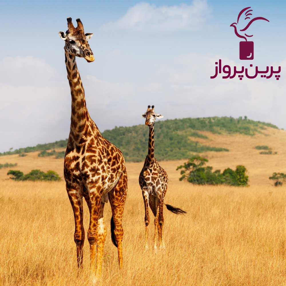 تور آفریقای جنوبی (کنیا)