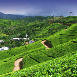 کشور سریلانکا، سرزمین چای سیلان 