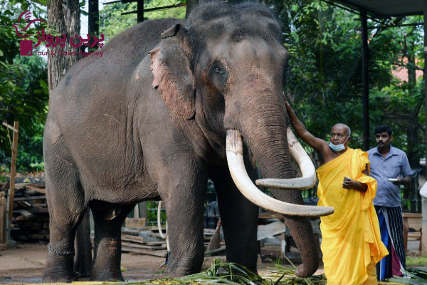 فیل های سریلانکا کارت هویت خواهند گرفت